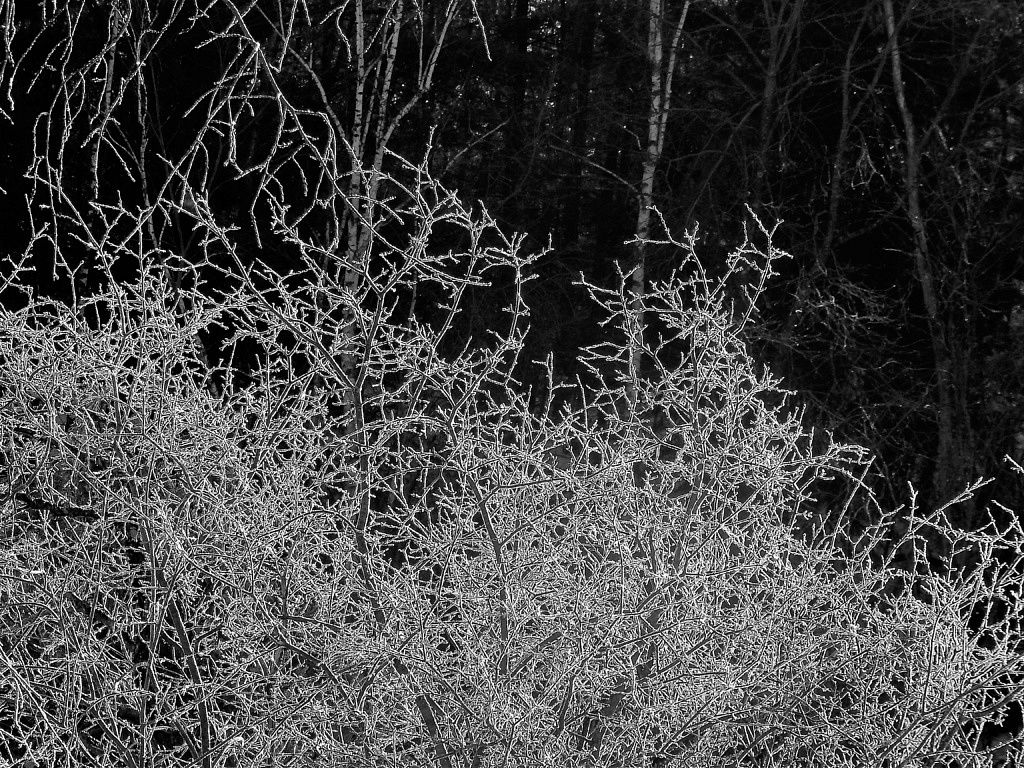 Encased in Ice