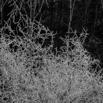 A black-and-white photograph of frozen twigs.
