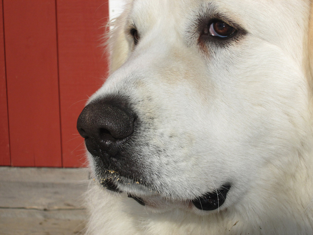 Profile of a Guardian