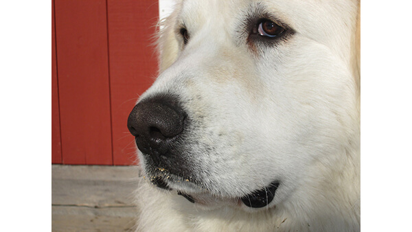 A close-up photograph of a dog’s face.