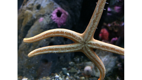 A photograph of a starfish, suctioned to a glass wall.