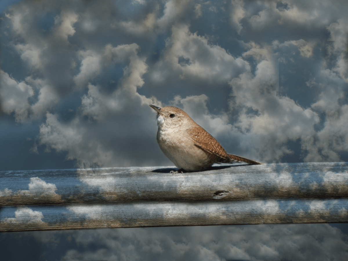 Bird in the Clouds