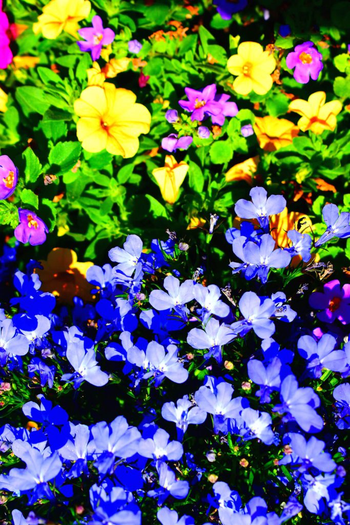 A very vivid photograph of colourful flowers.