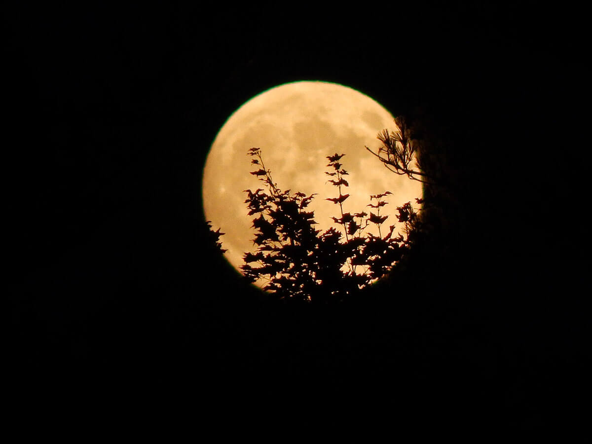 Halloween Moon