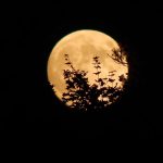 A photograph of an orange-tinted moon, partially covered by silhouetted plants.