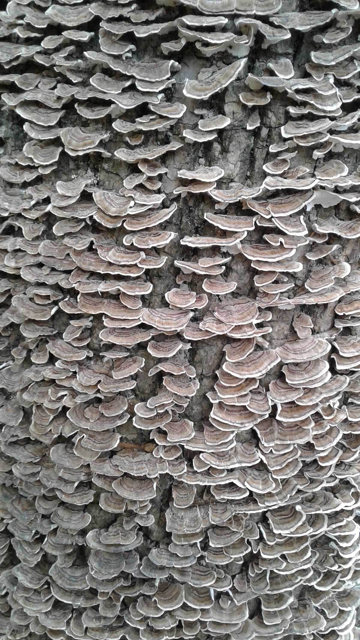 A photograph of mushrooms on a tree.