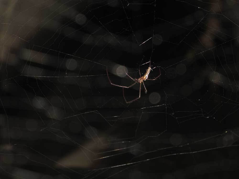 Web Dweller