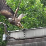 A photograph of a peregrine falcon taking flight.