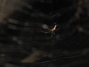 A photograph of a backlit spider.