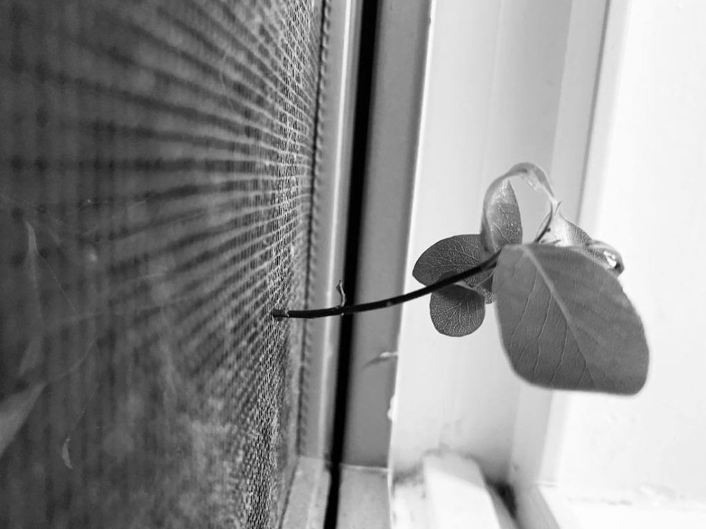 A photograph of a plant growing sideways through mesh.