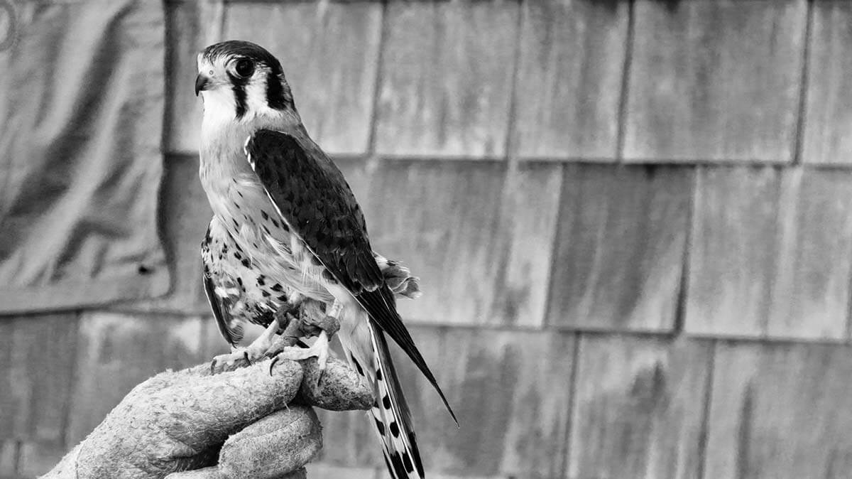 A black-and-white photograph of a hawk sitting on a gloved hand.