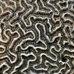 A photograph of a coral reef.