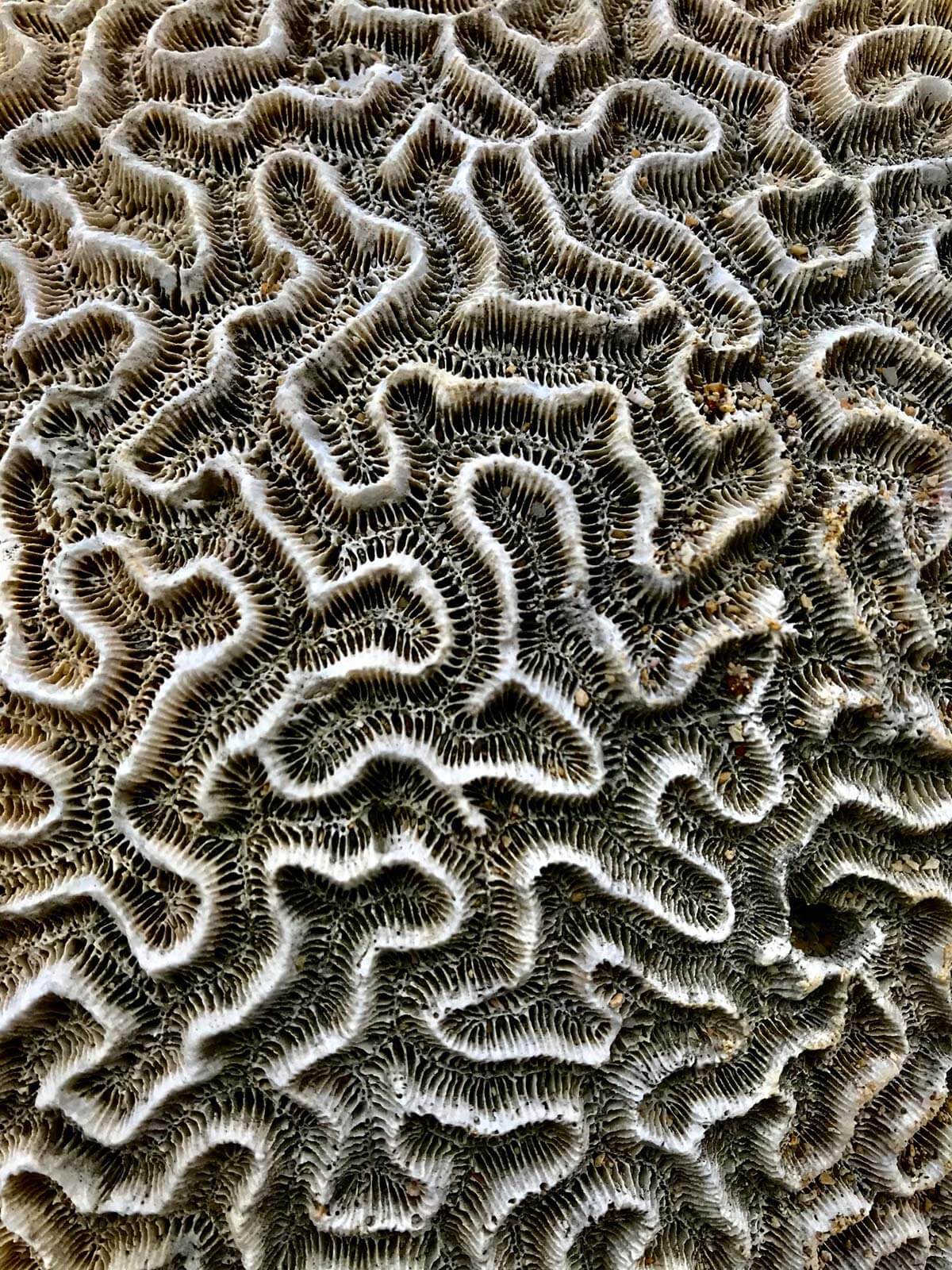Coral Maze