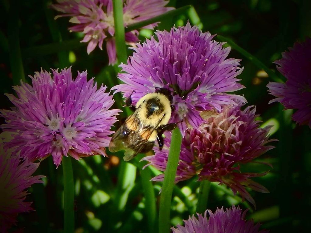 A photograph of a bee pollinating a flower.