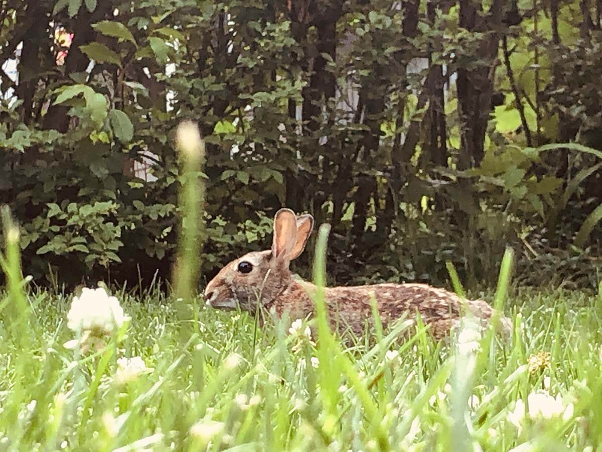 RabbitthroughtheGrass