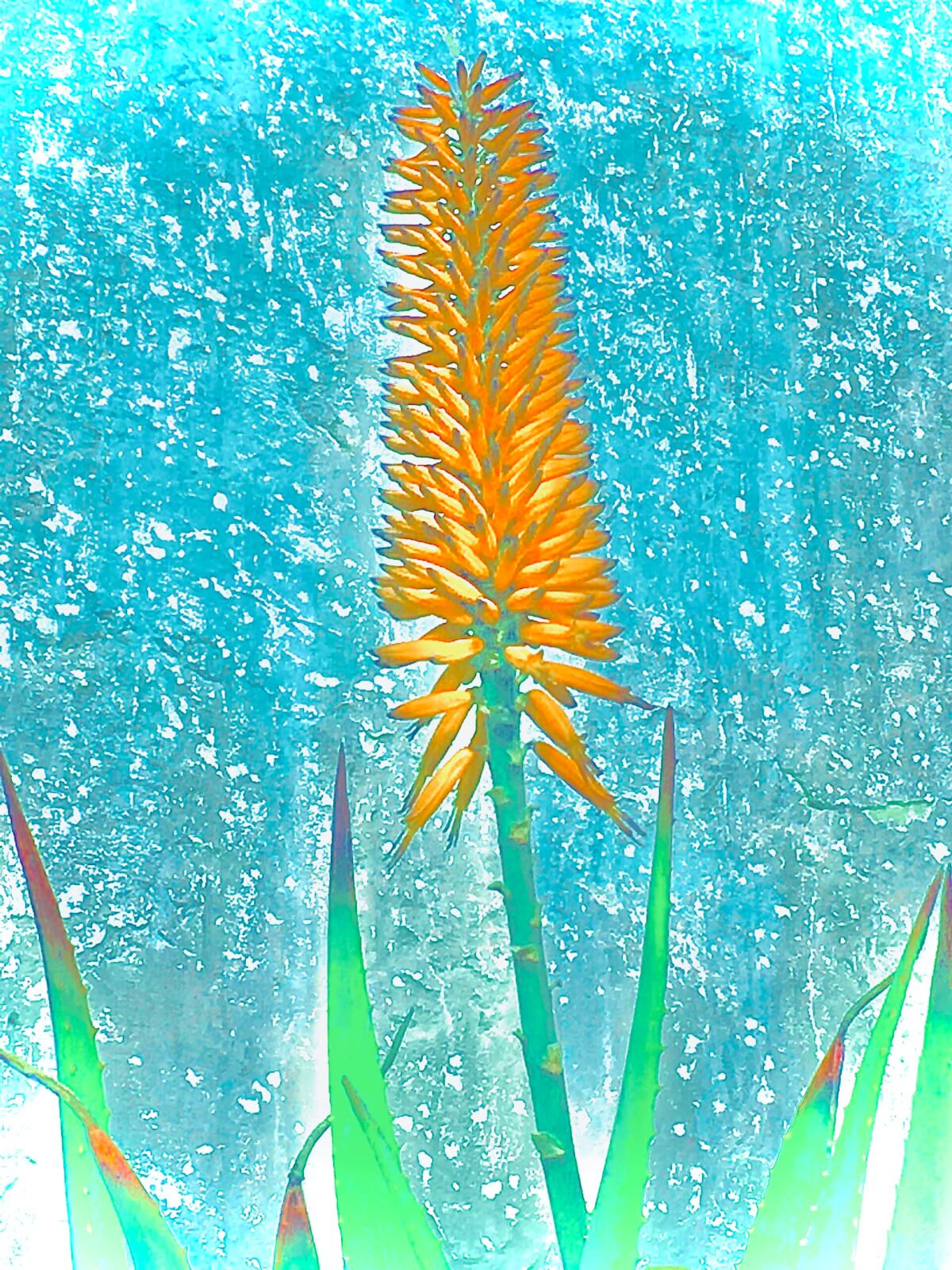 BeautyAmongAncientWalls