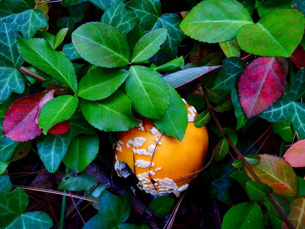 Vibrance