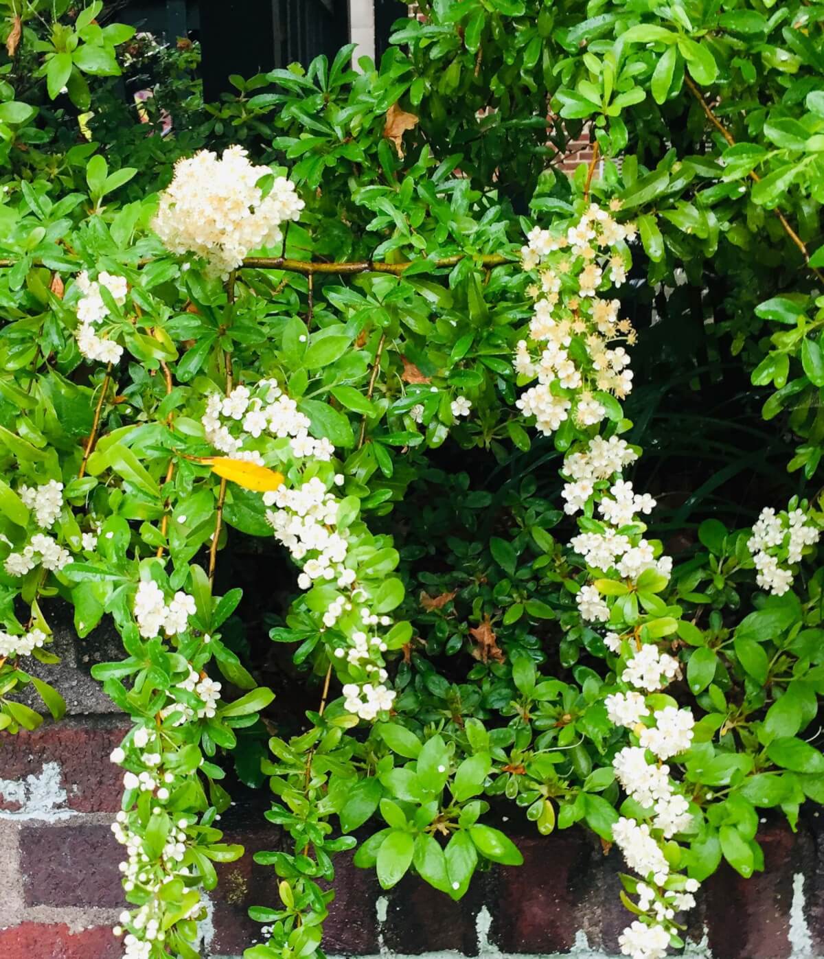 HangingVines
