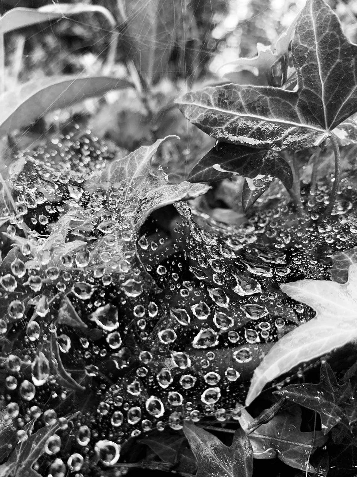 SprinkleofDew