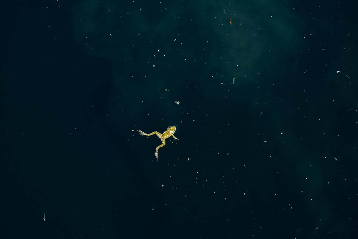 SwimmingthroughStarlight