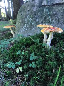 Toadstools