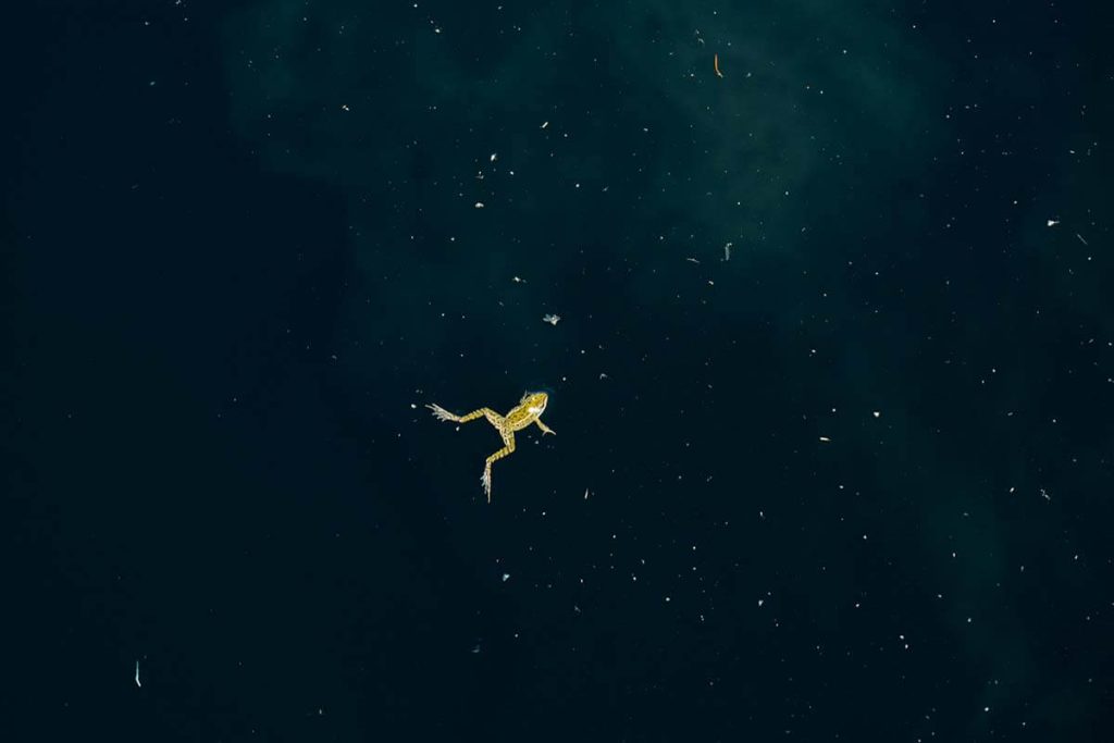 SwimmingthroughStarlight