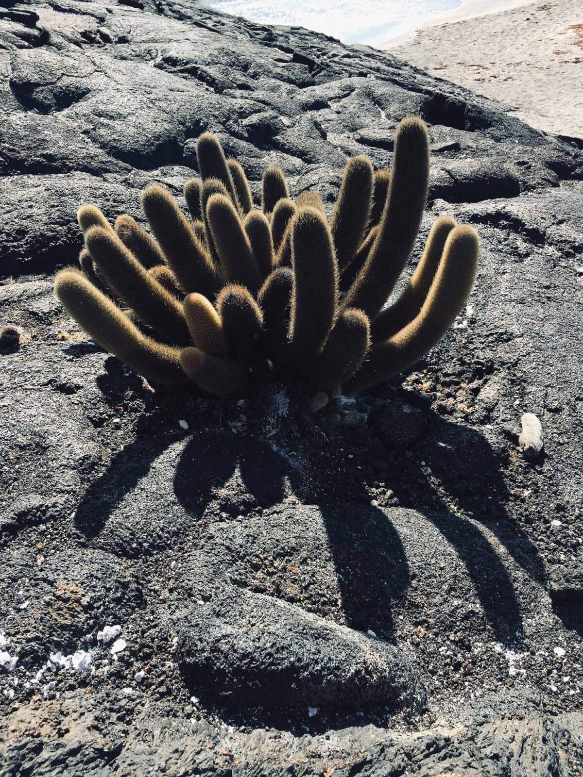 Tarantula
