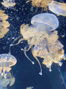 Ballet-of-the-Jellies
