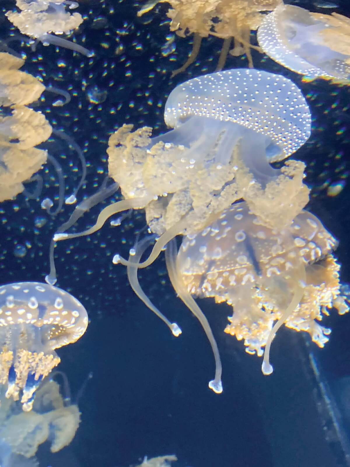 Ballet-of-the-Jellies