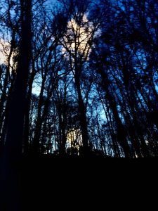 CloudsThroughtheTrees