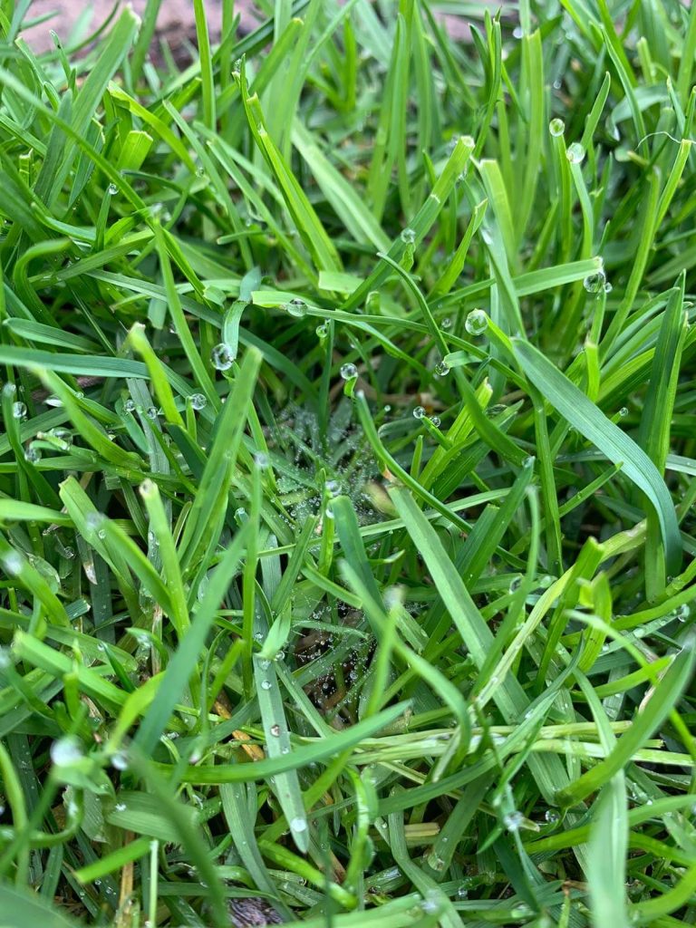 Grass-Jewels