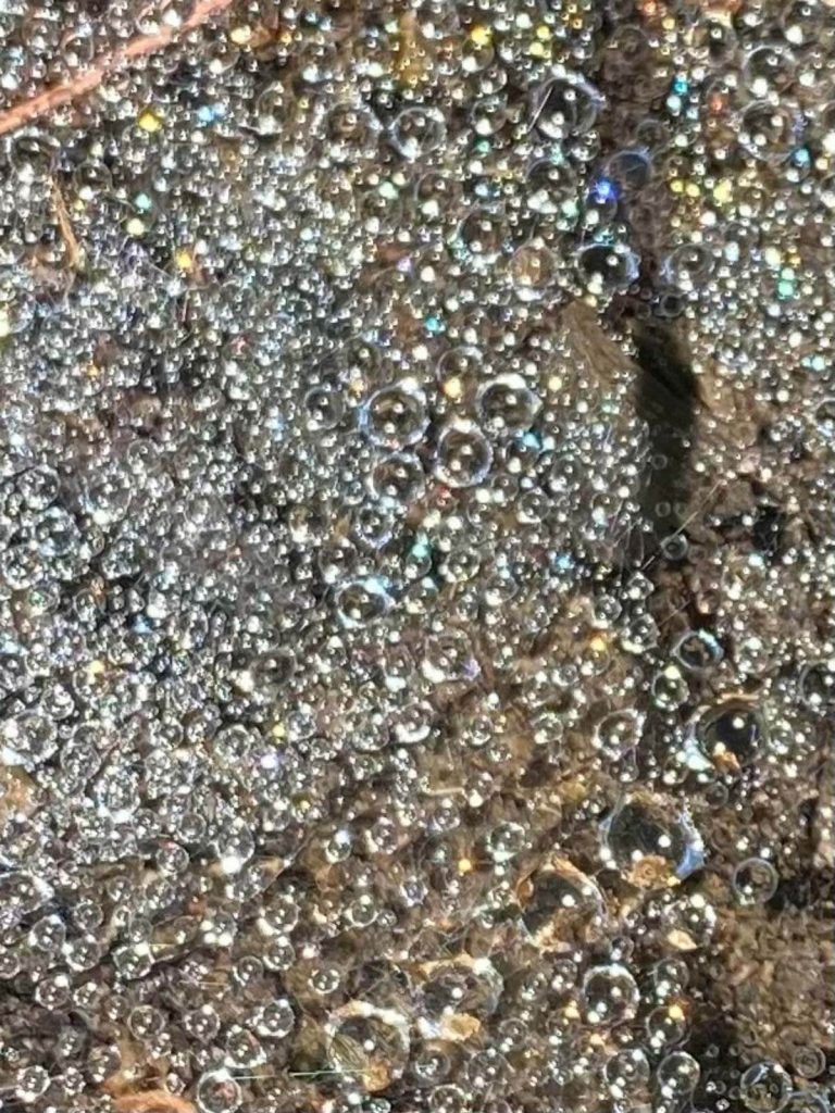 Dewdrops on Spider Web