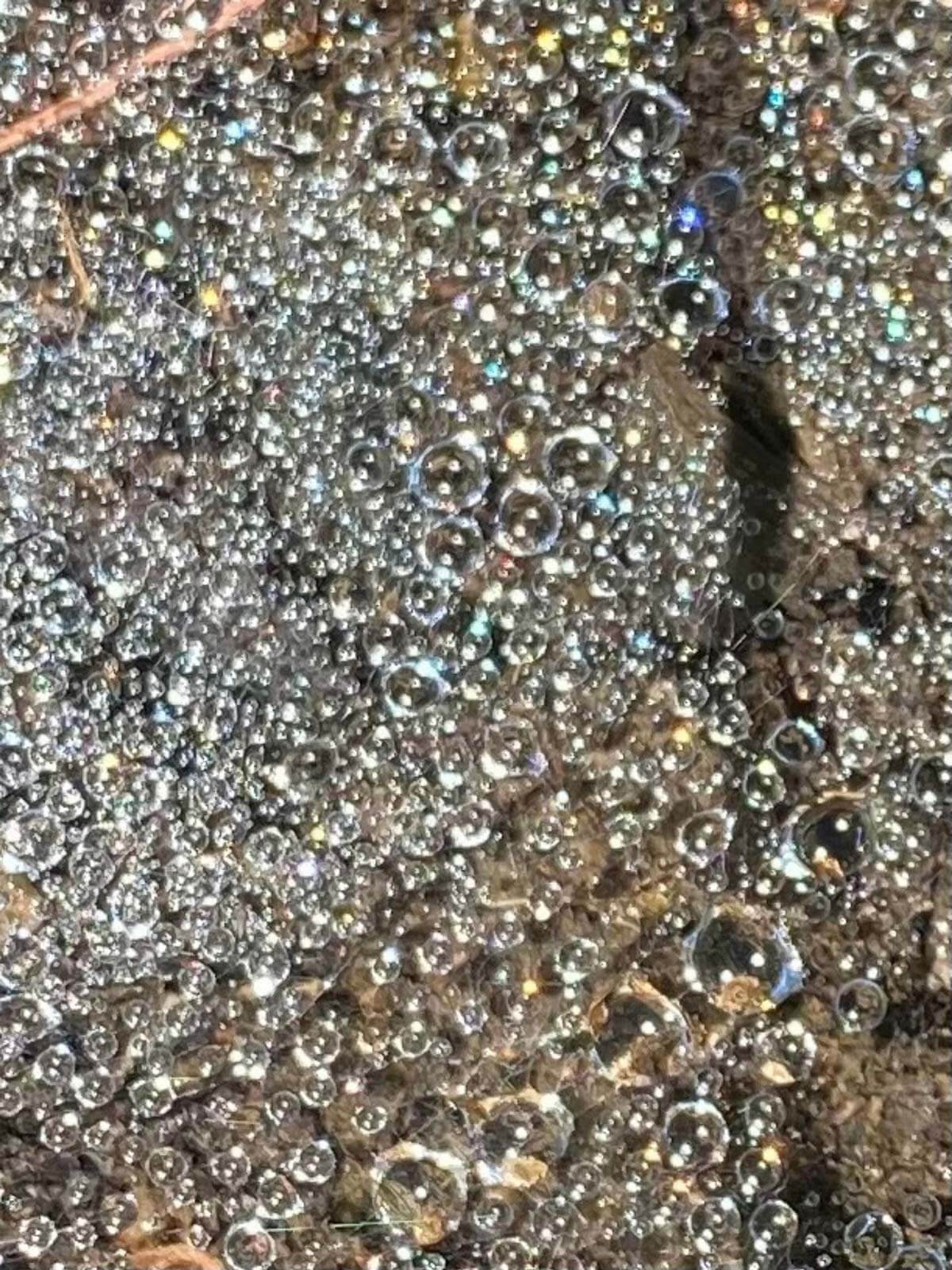 Dewdrops on Spider Web