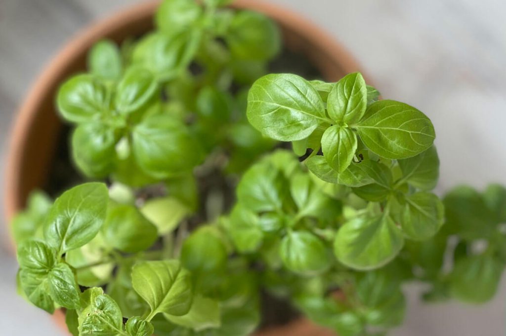 BeamingBasil