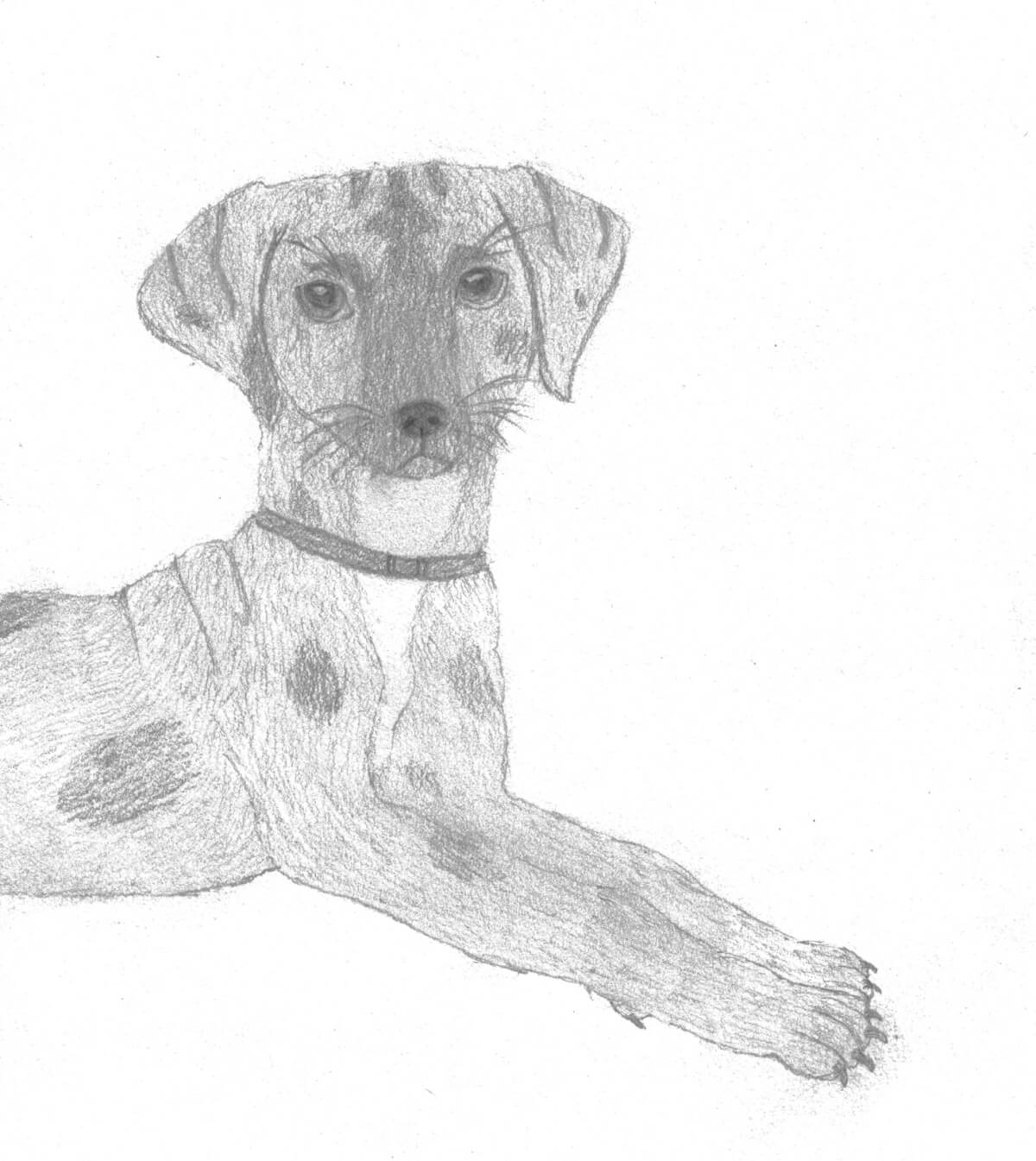 Portrait of a Catahoula
